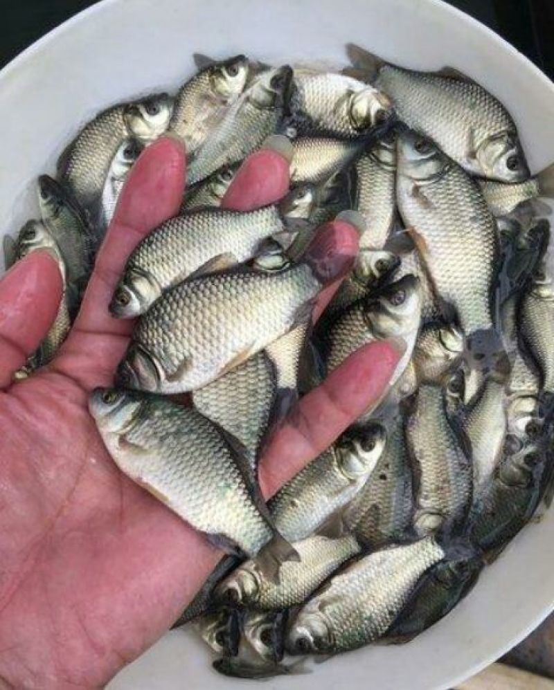 鲫鱼饲料
