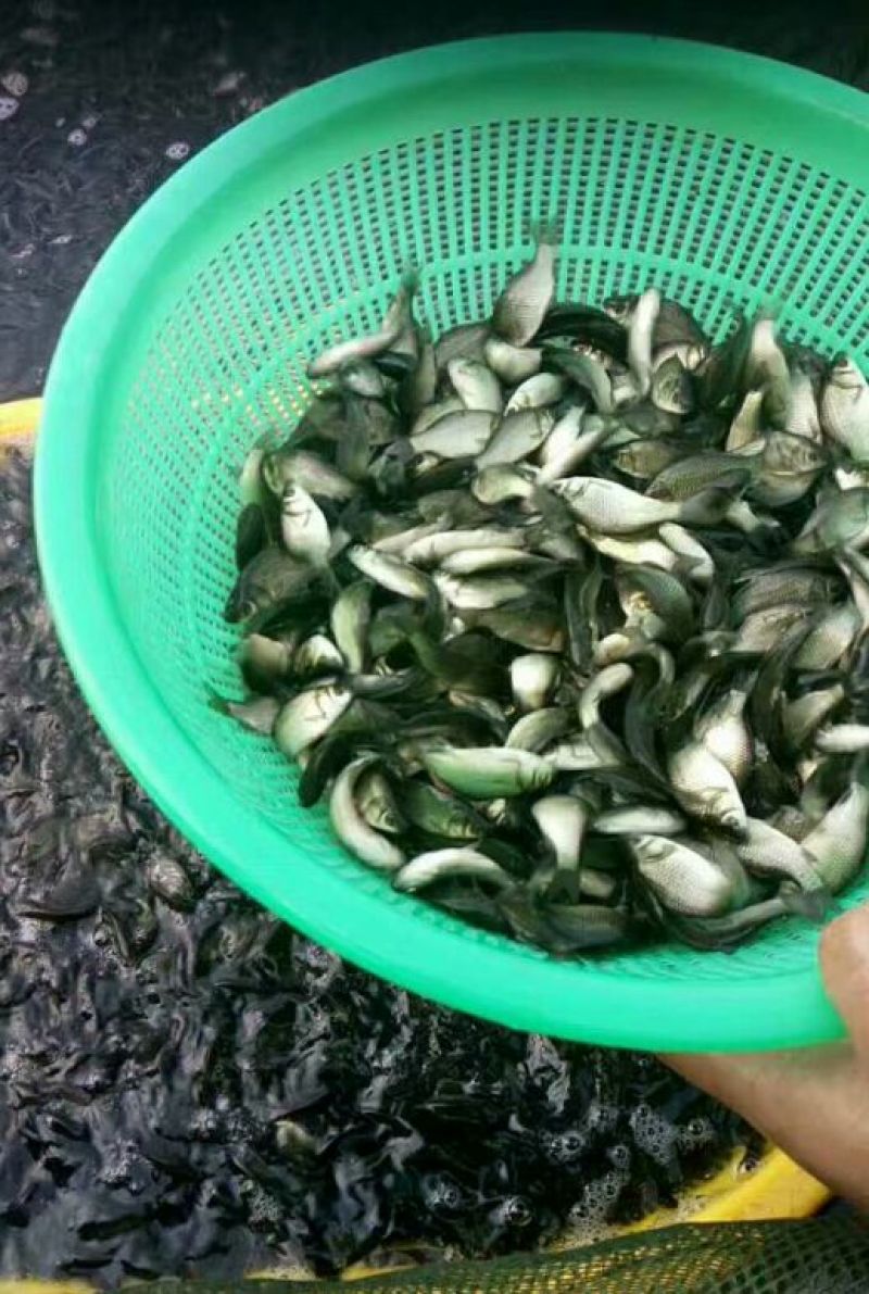 鲫鱼饲料
