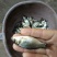 鲫鱼饲料