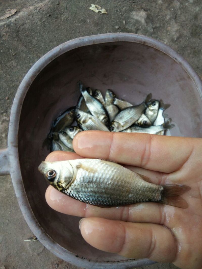 鲫鱼饲料