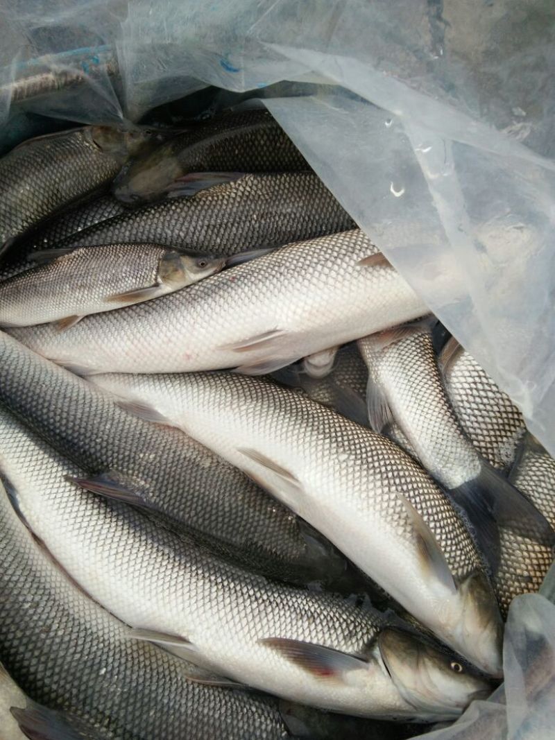 鲫鱼饲料