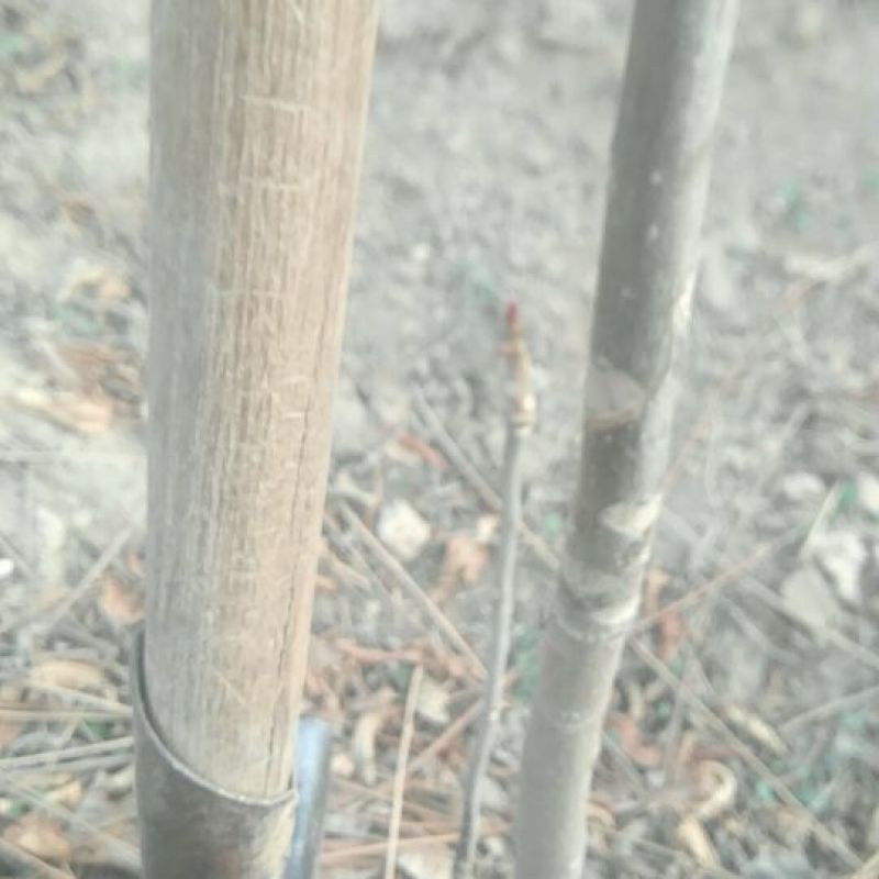 红油香椿苗20~30cm