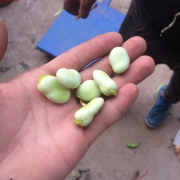 蚕豆一级品