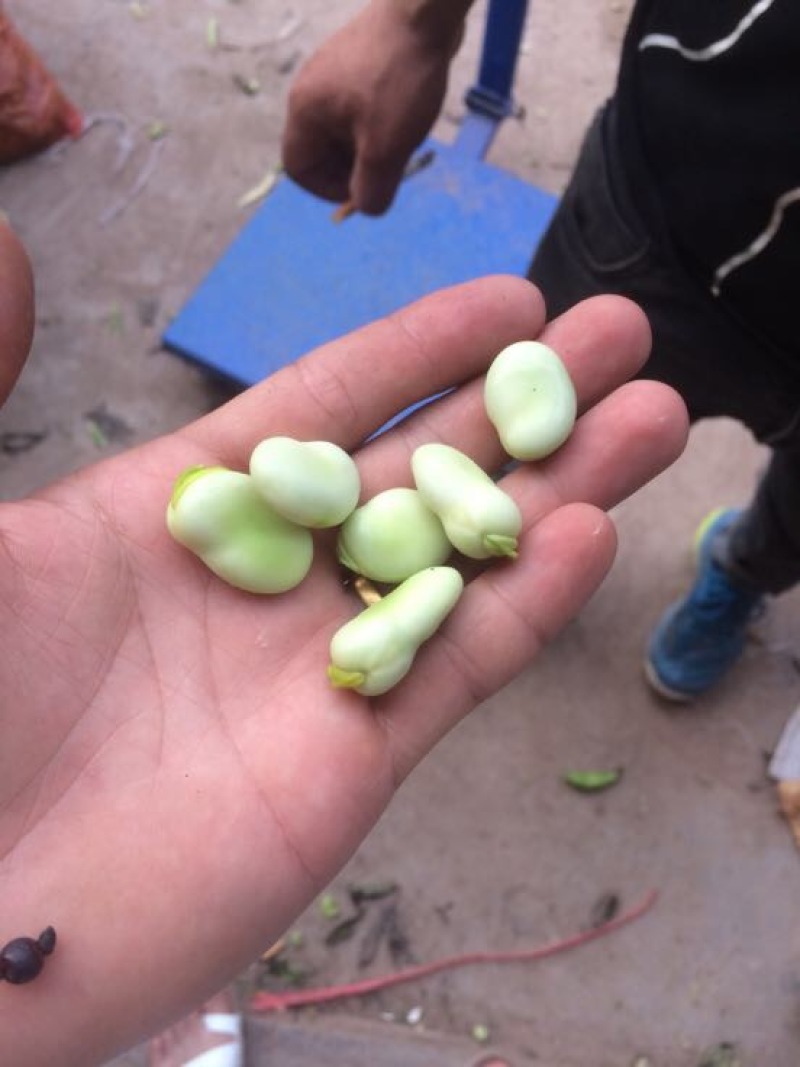 蚕豆一级品