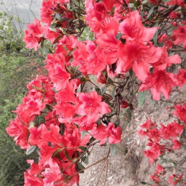 满山红