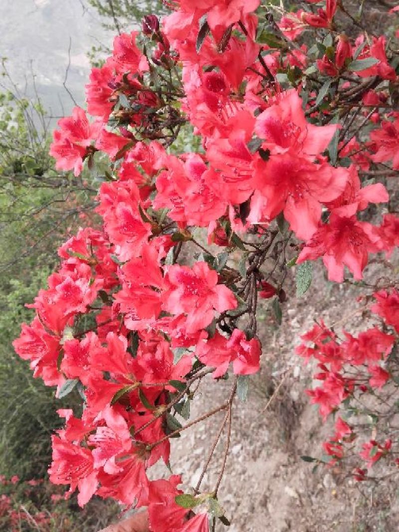 满山红
