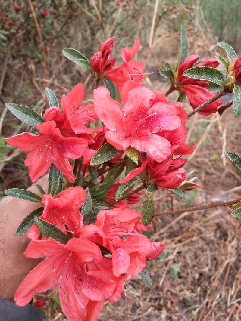 满山红