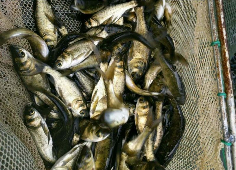 草鱼苗食用人工养殖活鱼0.25~1公斤
