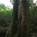 朴树10~20cm2~4cm