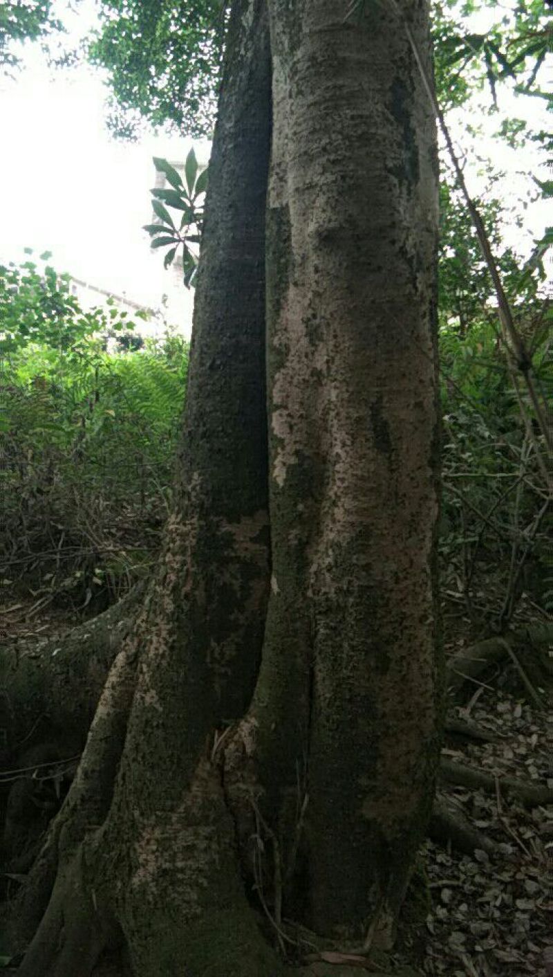 朴树10~20cm2~4cm