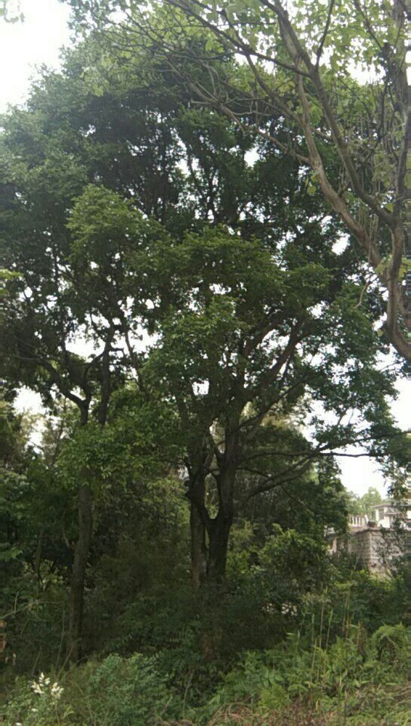 朴树10~20cm2~4cm