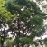 朴树10~20cm2~4cm