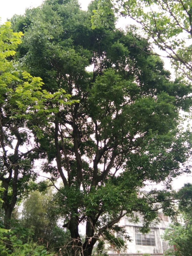 朴树10~20cm2~4cm