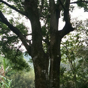 朴树10~20cm2~4cm
