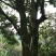 朴树10~20cm2~4cm