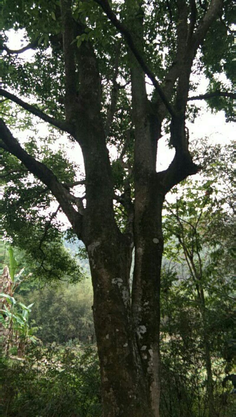 朴树10~20cm2~4cm