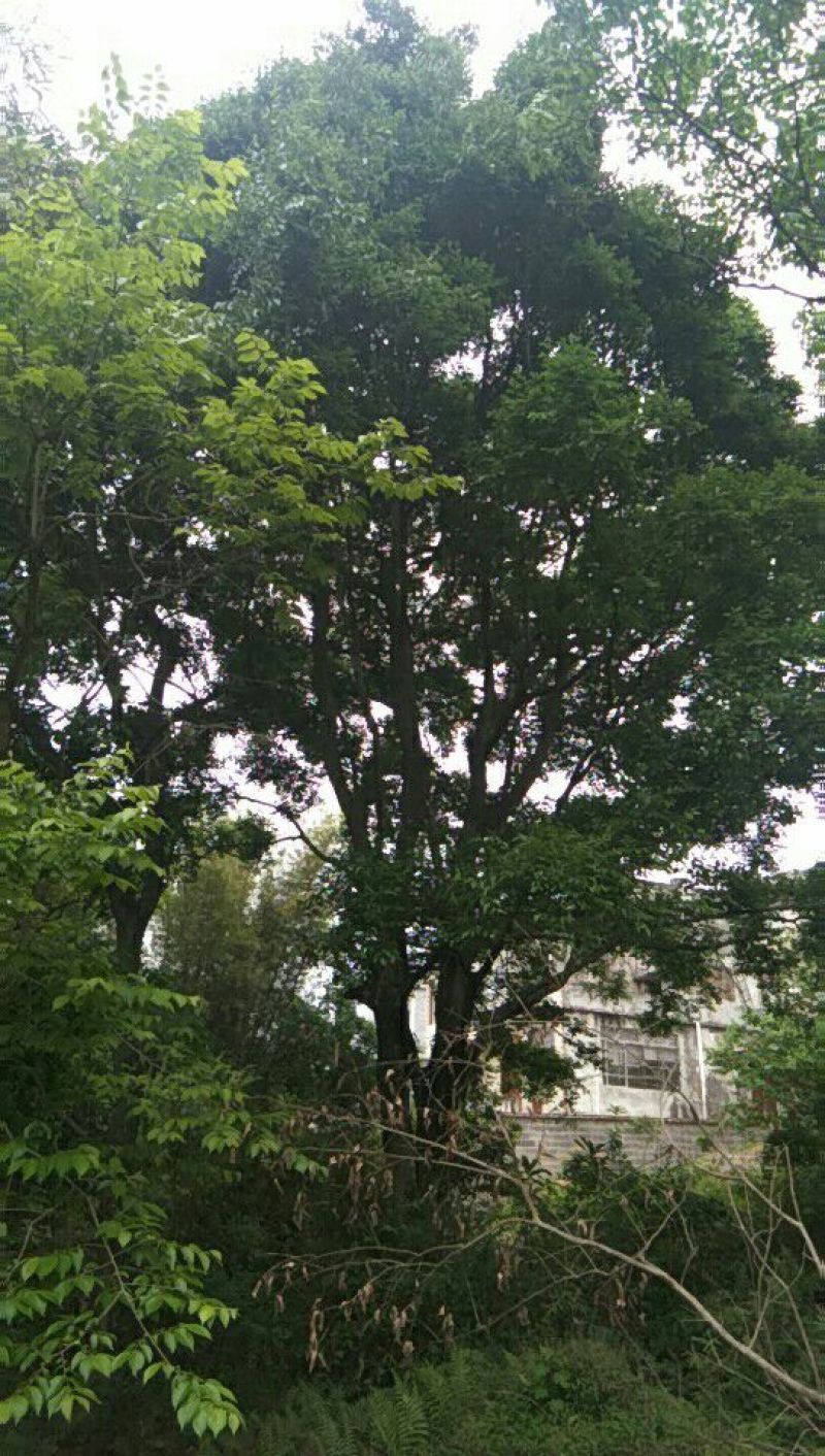 朴树10~20cm2~4cm
