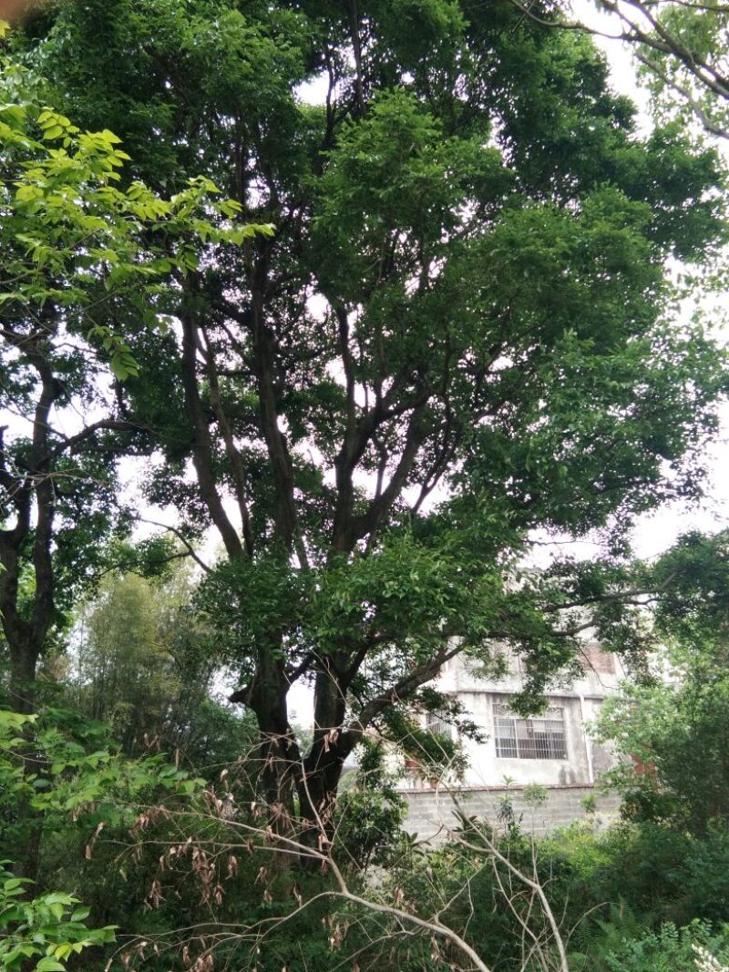朴树10~20cm2~4cm