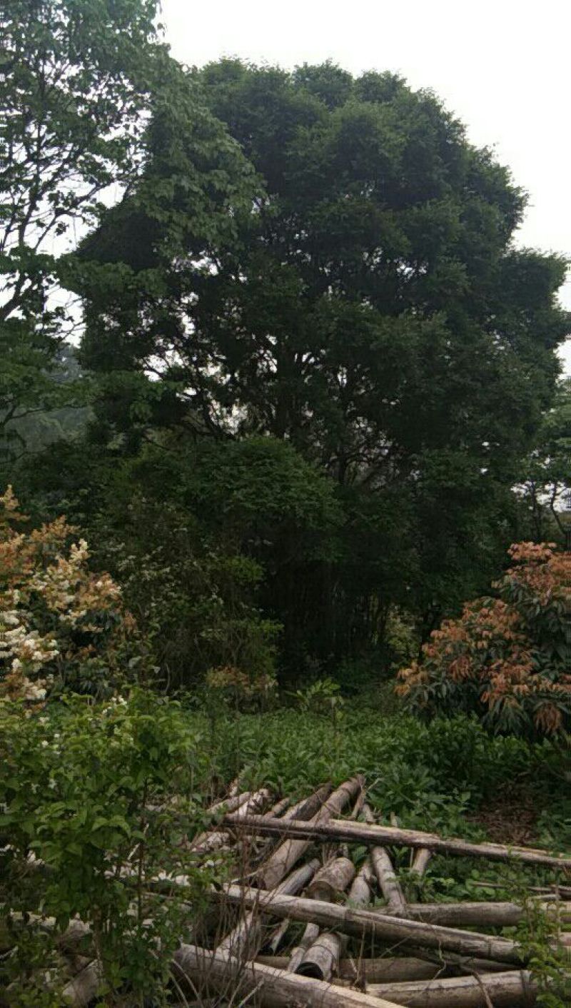 朴树10~20cm2~4cm