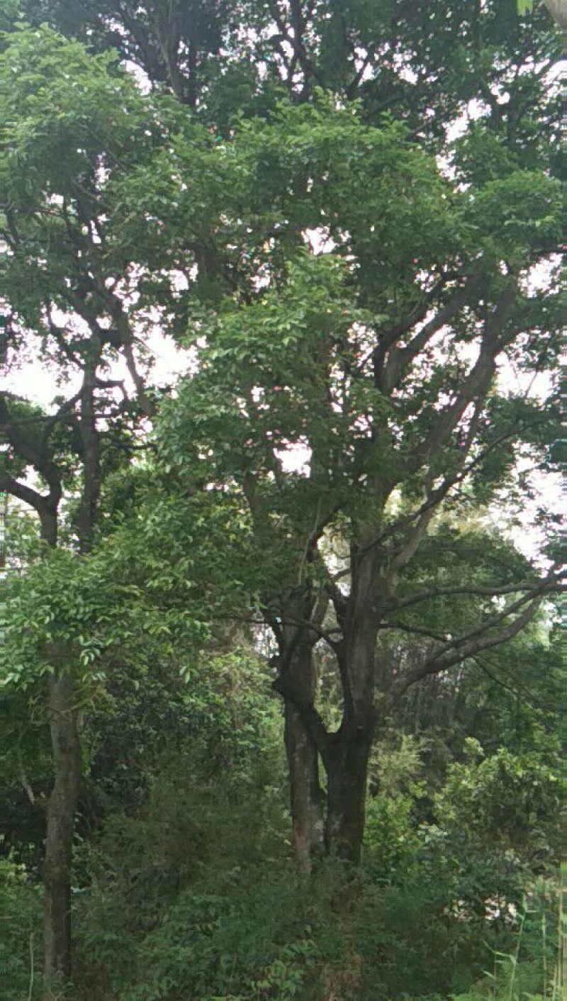 朴树10~20cm2~4cm