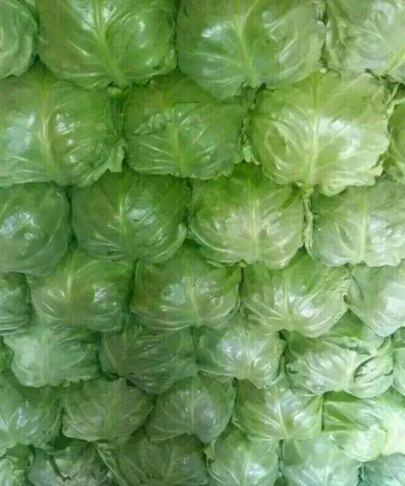 8398甘蓝绿色