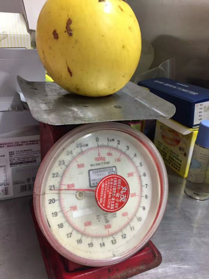 黄晶果苗