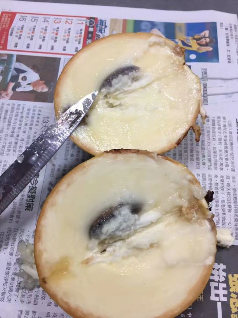 黄晶果苗