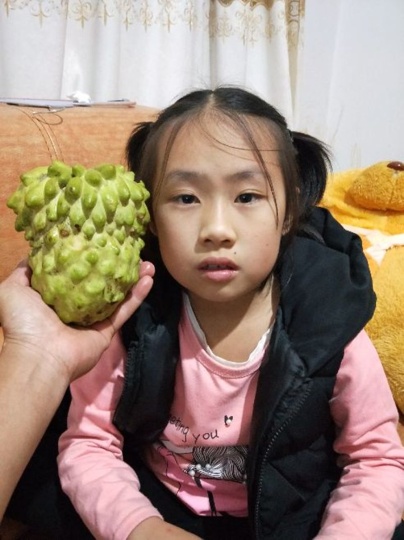 释迦苗70~90cm