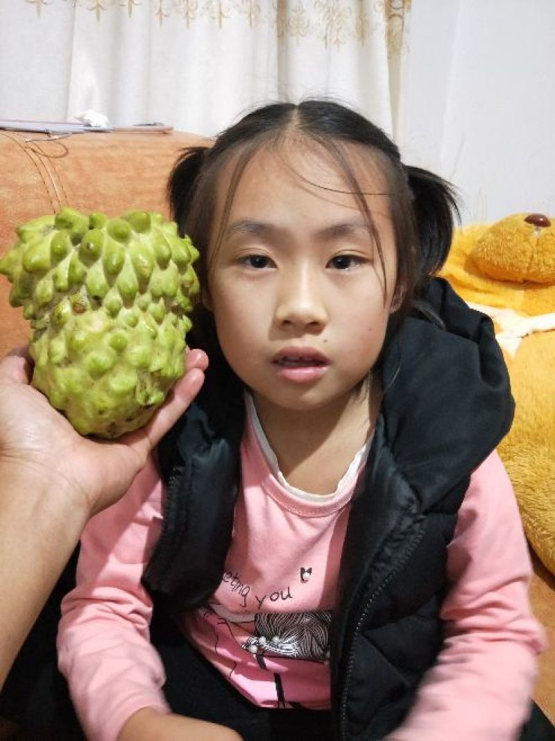 释迦苗70~90cm