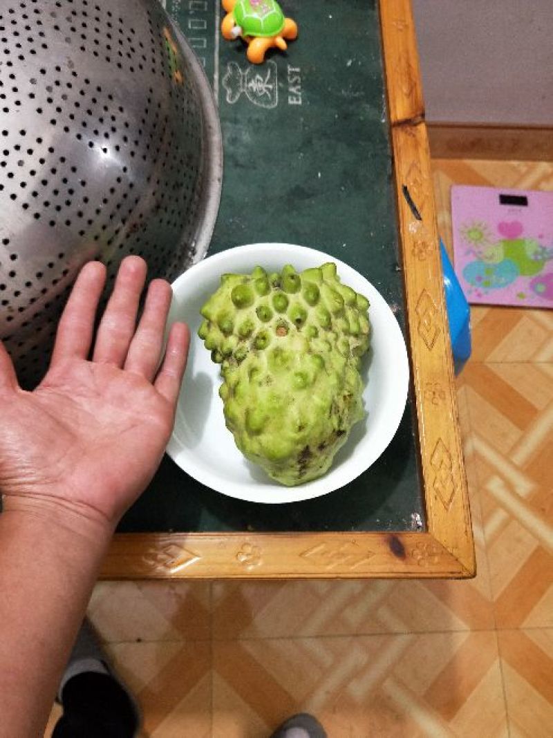 释迦苗70~90cm