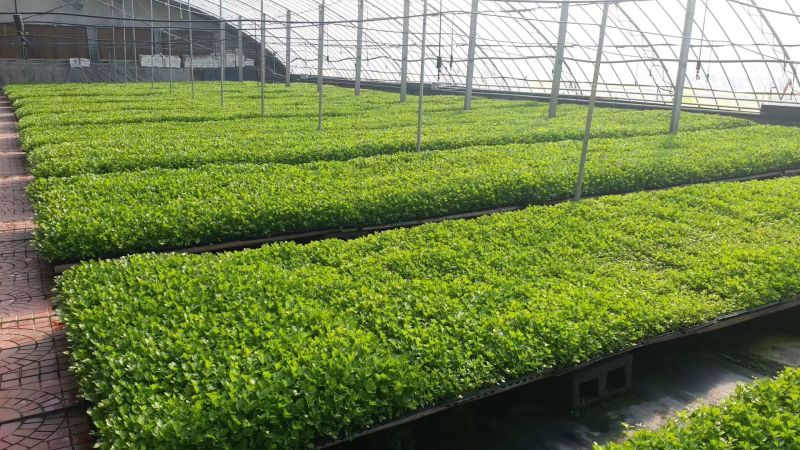 优质西芹苗，成活率高，抗病能力强，亩产15000