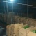 优质西芹苗，成活率高，抗病能力强，亩产15000