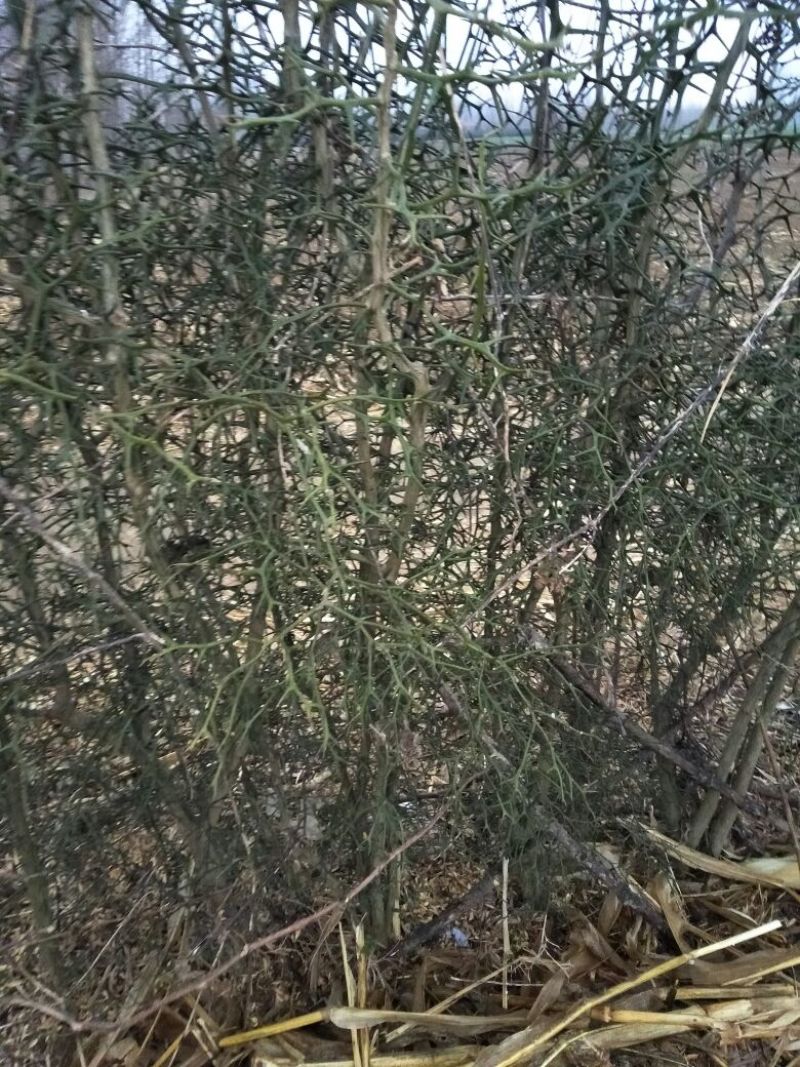 积壳苗，自家苗实生苗直发，规格齐全，保湿发货，死苗补发。