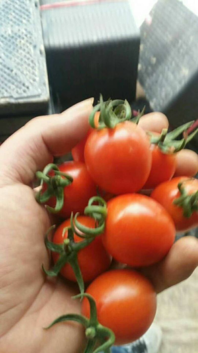 千禧圣女果15g以上，秦庄荣丰蔬菜市场