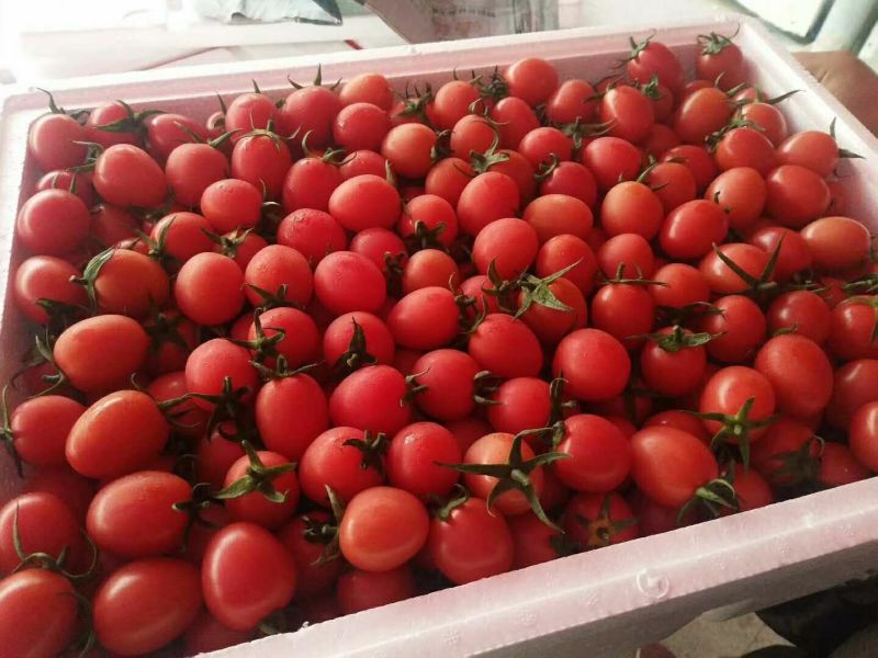 千禧圣女果15g以上，秦庄荣丰蔬菜市场