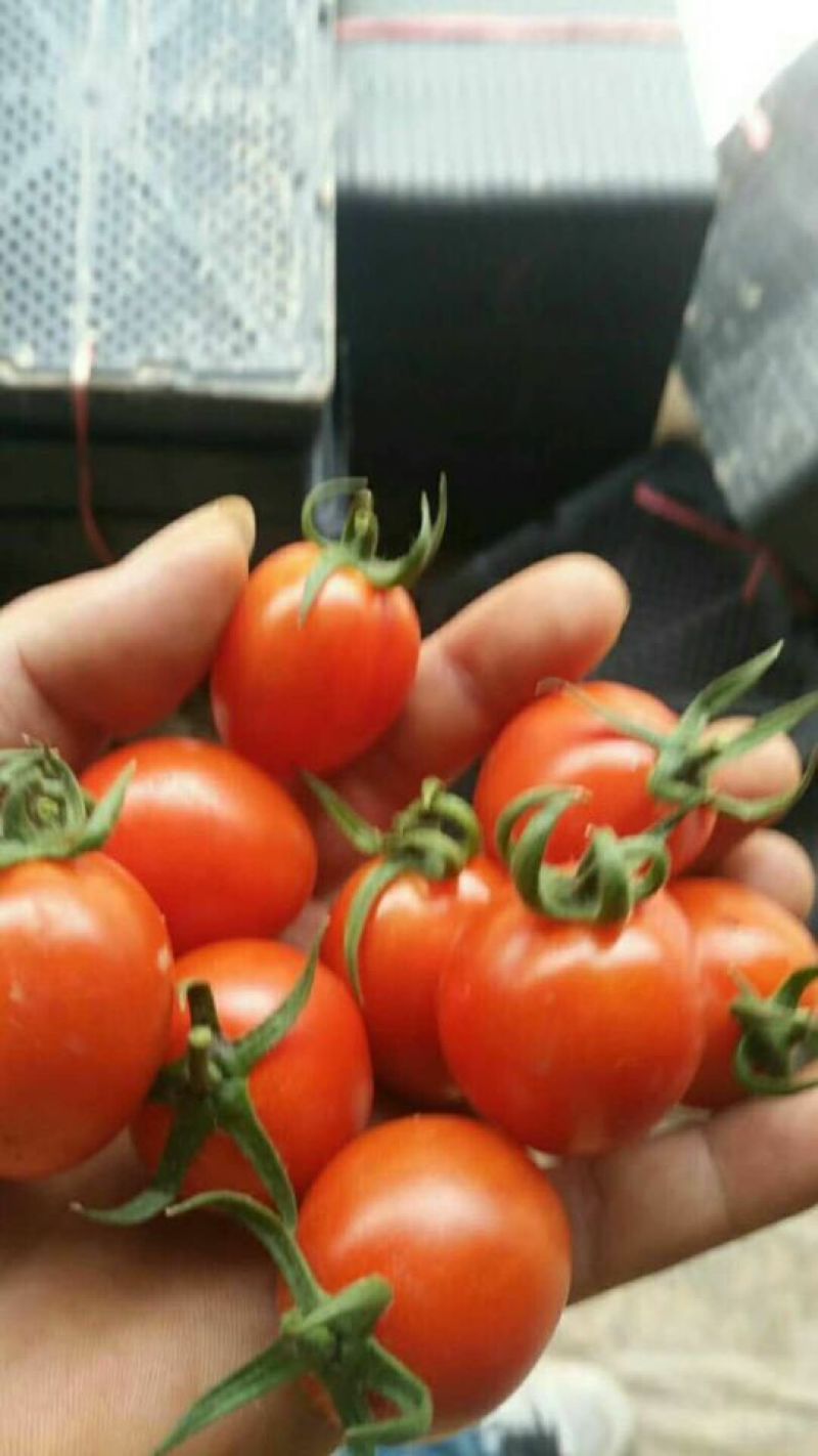 千禧圣女果15g以上，秦庄荣丰蔬菜市场