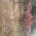 金桂花树
