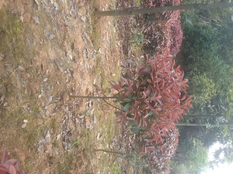 金桂花树