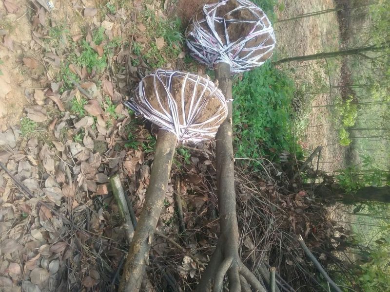 金桂花树