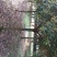 金桂花树