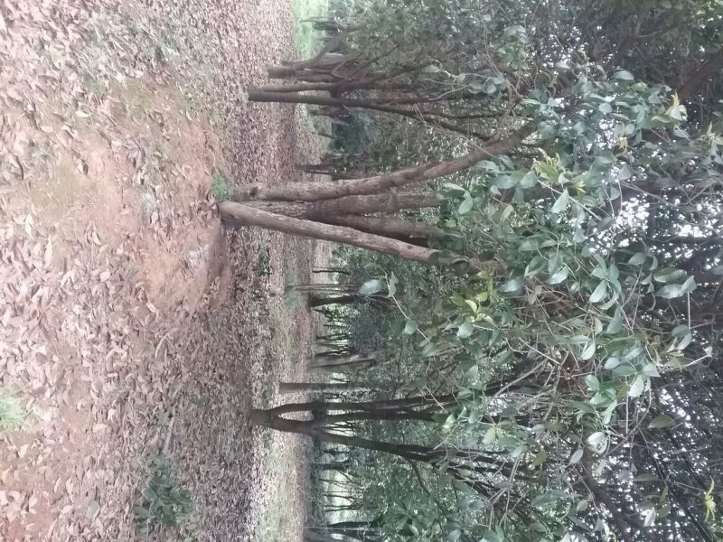 金桂花树