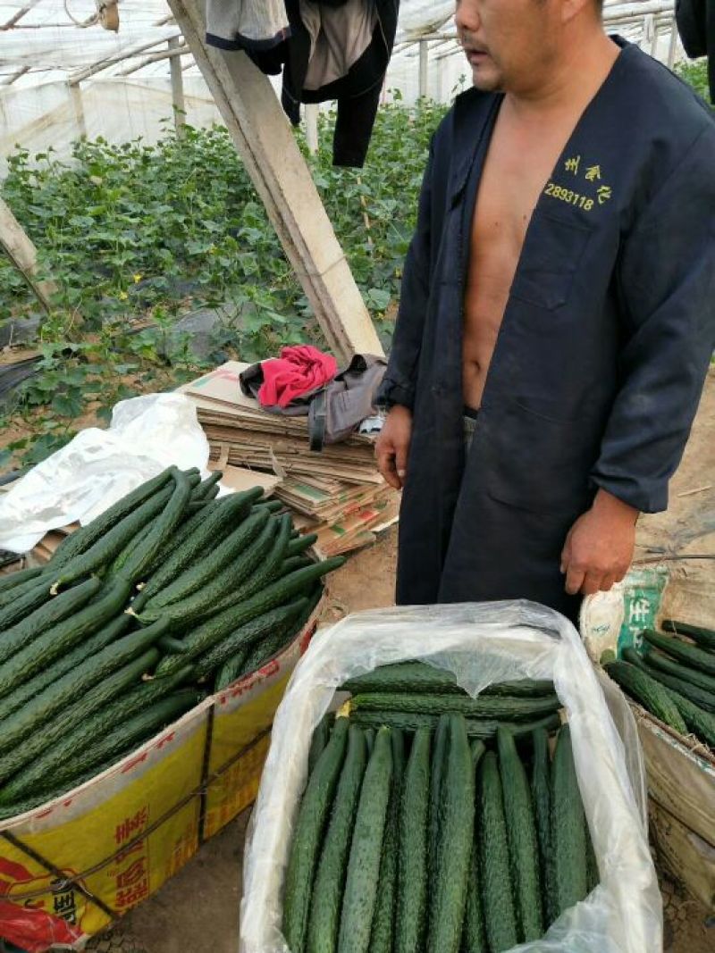 密刺黄瓜干花带刺22~25公分