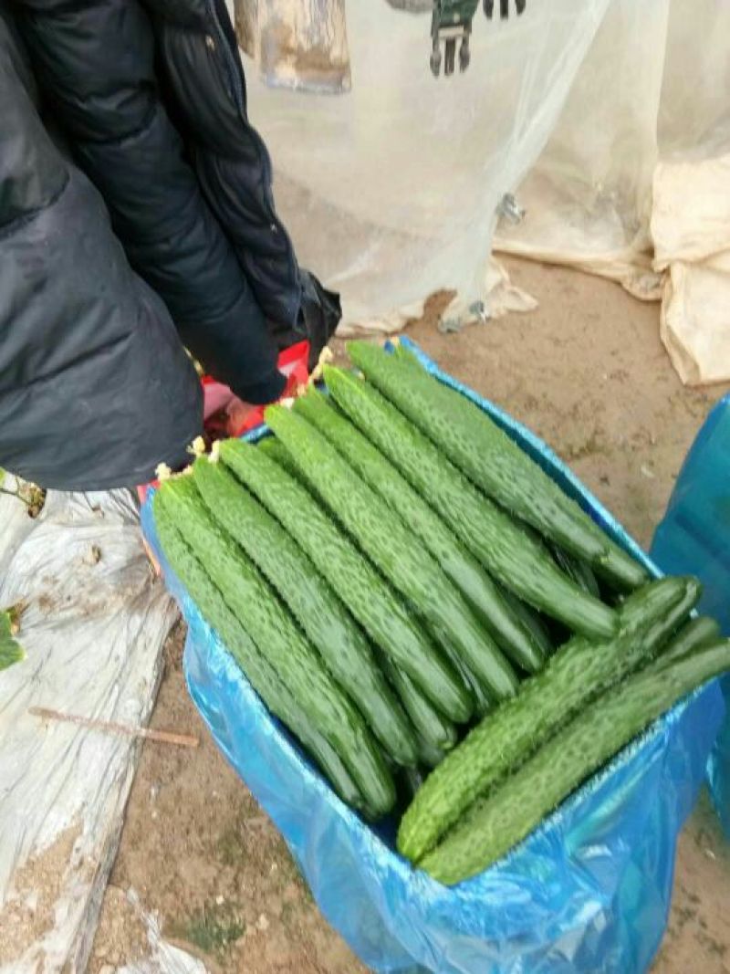 密刺黄瓜干花带刺22~25公分