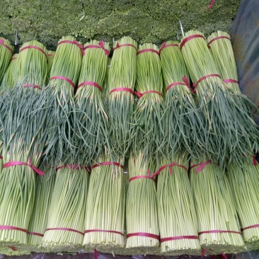 蒜薹产地直供！中牟红帽蒜苔上货快！质量好！