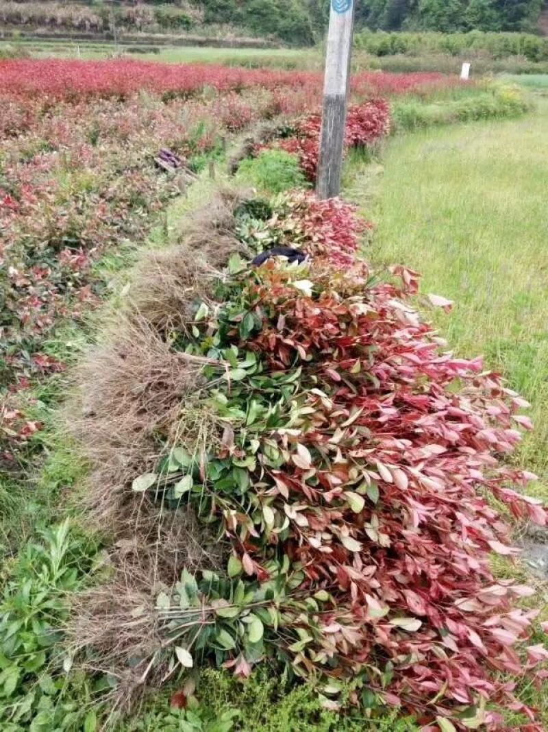 3O一50公分红叶石楠苗石楠小苗火焰红罗宾包邮，基地直销