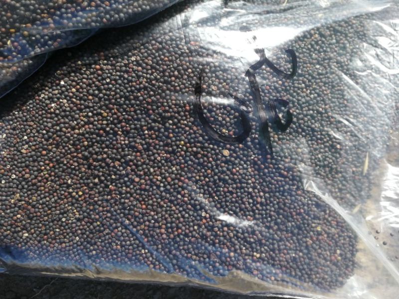 甘蓝型油菜籽1级