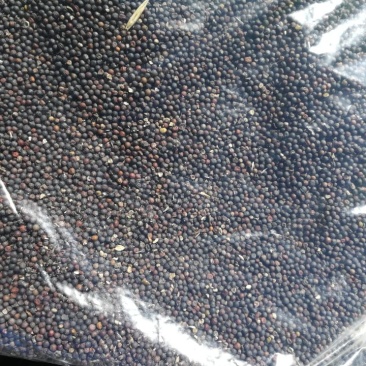 甘蓝型油菜籽1级