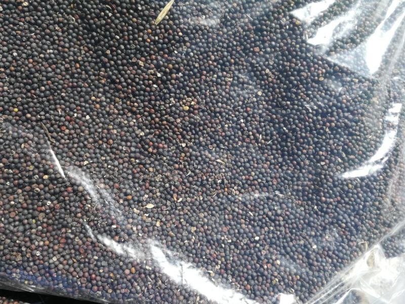 甘蓝型油菜籽1级