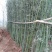 早园竹3~4m