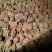 早园竹3~4m